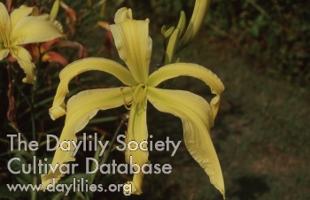 Daylily Dream Queen